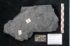 Foto (Objekt + Etikett) von Odontopteris minor Brongniart (NHMW-GEO-2024-0188-10720)